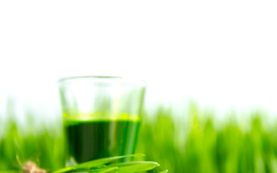 What are superfoods?